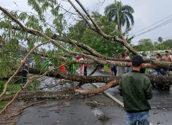 Pohon Tumbang di Jalan Adisucipto, Pemerhati Lingkungan dan Warga Soroti Lalainya Antisipasi Pemkab Kubu Raya