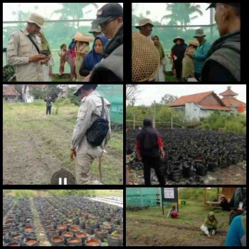 dalam giat-giat pemeliharaan penanaman bibit pohon P2L KWT Tunas Samudera,Guna untuk menunjang ketersediaan bahan pangan dalam negri yang mandiri