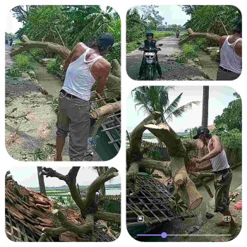 Pohon Mangga Roboh Timpa Bangunan di Desa Buaran Mangga,Disebut-sebut hujan lebat disertai angin menjadi pemicu musibah