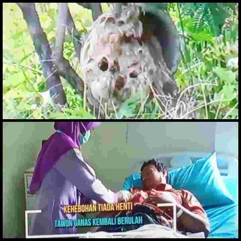 NGERI ! WARGA KLATEN DISERANG TAWON VESPA, DAN HARUS SEGERA DILARIKAN KE RUMAH SAKIT