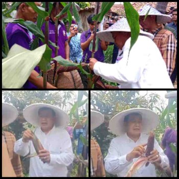 Dalam upaya mendukung program ketahanan pangan, serta meningkatkan pendapatan ekonomi masyarakat,Maesyal Rasyid Bersama Achmad Baiquni Panen Jagung Ungu di Desa Sukamulya 
